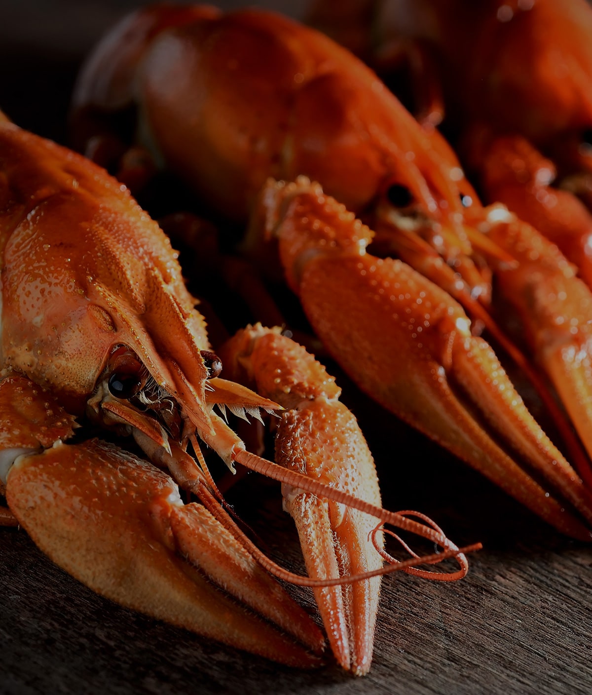 Crab