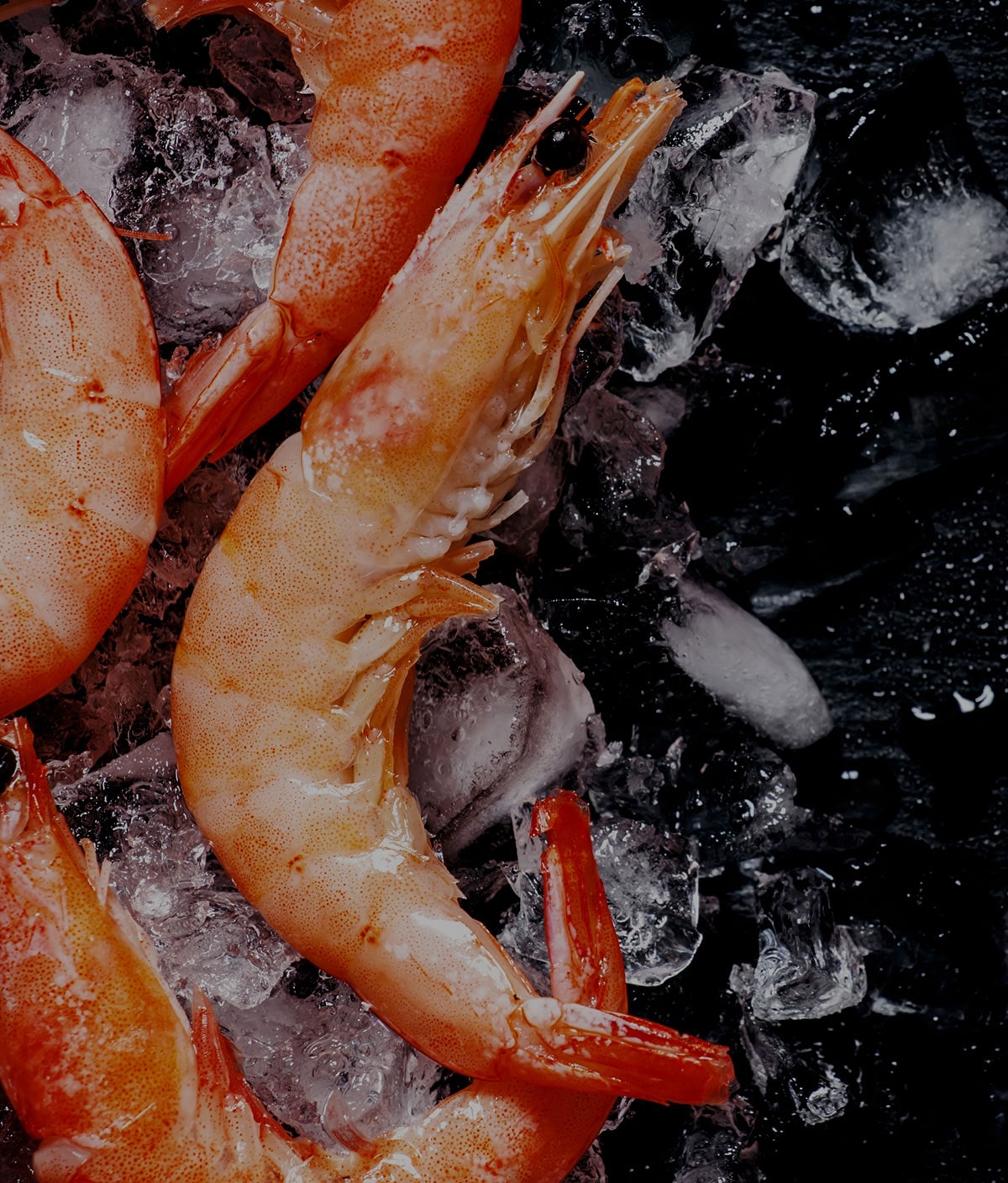 Lobster