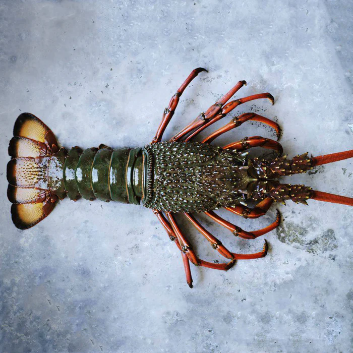 Lobster