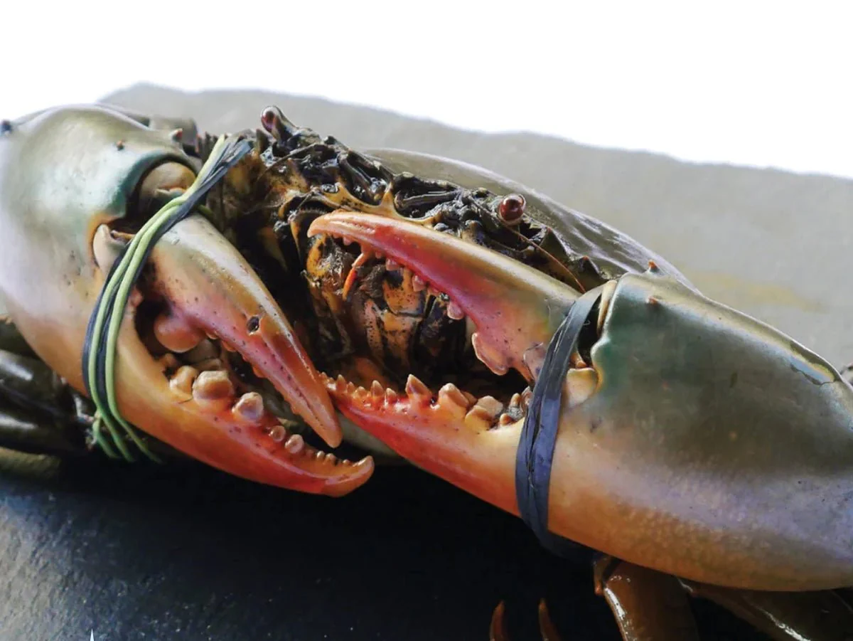 Crab