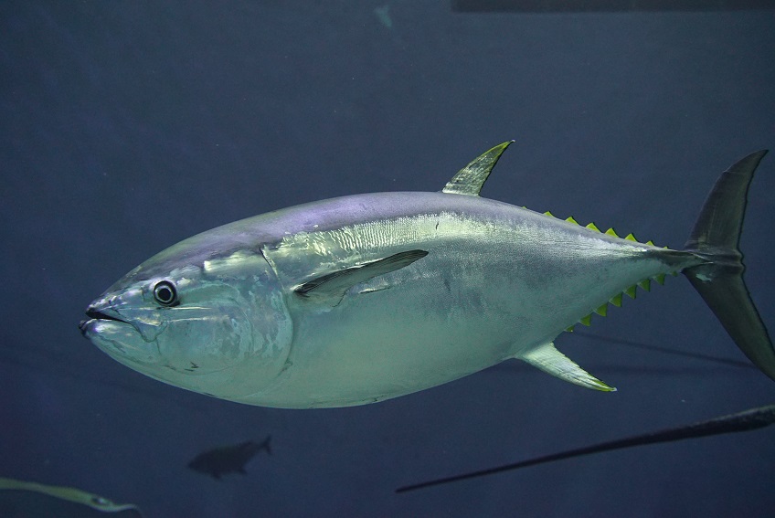 Tuna